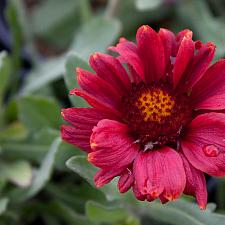 Gaillardia aristata 'Gallo Red' - Blanket flower
