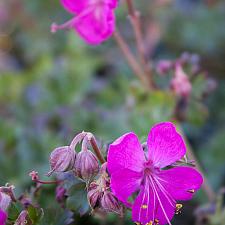 Geranium x cantabrigiense 'Crystal Rose' - Cranesbill