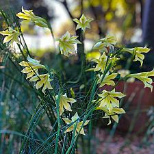 Gladiolus tristis - Marsh Afrikaner