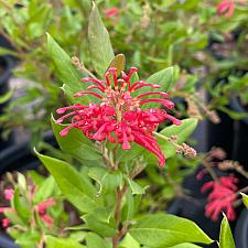 Grevillea rhyolitica 'Deua Flame' - Spider flower
