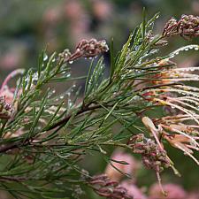 Grevillea rosmarinifolia 'Desert Flame' - Rosemary grevillea