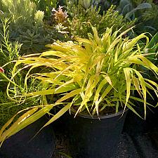 Hakonechloa macra 'Sunflare™' - Japanese forest grass