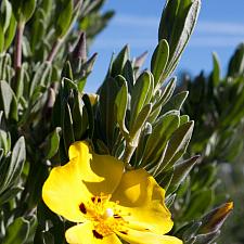 Halimium halimifolium f. maculatum - Sunrose