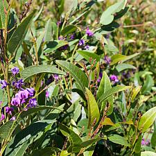 Hardenbergia violacea 'Walkabout Purple' - Vine lilac
