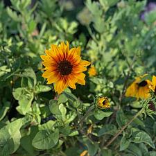Helianthus x annuus SunBelievable™ - Sunflower