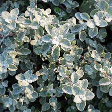 Helichrysum petiolare ‘Compacta’ - Licorice plant