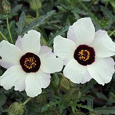Hibiscus trionum - Flower of-an-hour