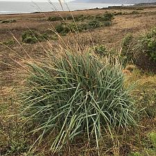 Carex spissa - San Diego sedge