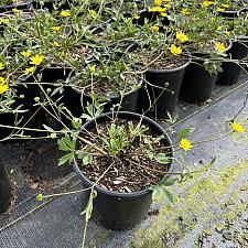 Ranunculus californica - Buttercup