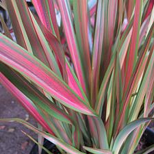 Phormium 'Jester' - New Zealand flax