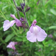 Salvia greggii 'Smokin' Lavender' - Autumn sage