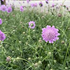 Scabiosa columbaria ‘Pink Mist’ - Pincushion flower