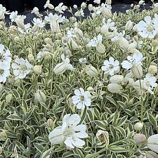 Silene uniflora 'Druett’s Variegated’ - Variegated sea campion
