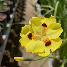 Dietes bicolor 'Pure Gold' - Yellow Iris
