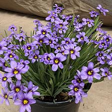 Sisyrinchium bellum 'Dwarf' - Blue-eyed grass