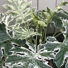 Acanthus 'Whitewater' - Bear's Breeches
