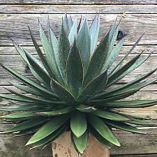 Agave 'Blue Glow' - Agave