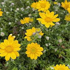 Eriophyllum lanatum 'Horseshoe Cove' - Wooly sunflower