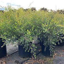 Leptospermum laevigatum - Australian tea tree