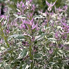Agastache 'Crazy Fortune' - Hyssop
