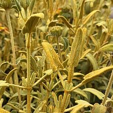 Phlomis 'Sunningdale Gold' - Jerusalem sage