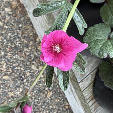 Sidalcea malviflora 'Palustre' - Checkerbloom