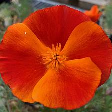Eschscholzia californica 'Red Chief' - California poppy