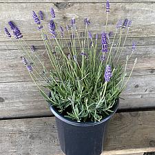 Lavandula angustifolia 'Annet' - English Lavender