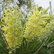 Grevillea 'Moonlight' - Spider flower