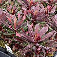 Euphorbia 'Ruby Hybrid' - Spurge