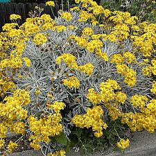 Senecio palmeri - Guadalupe Island senecio
