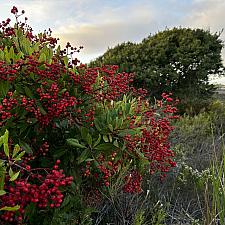Heteromeles arbutifolia - Toyon