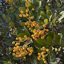 Heteromeles arbutifolia ‘Davis Gold’ - Davis Gold toyon
