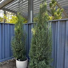 Hesperocyparis stephensonii - Cuyamaca cypress