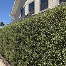 Pittosporum tenuifolium ‘Silver Sheen’ - Tawhiwhi, Kohuhu