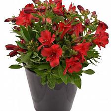 Alstroemeria 'Inca Bandit'® - Peruvian Lily
