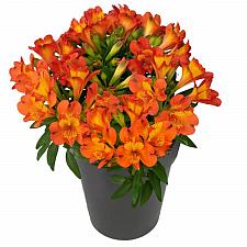 Alstroemeria 'Inca Holland'® - Peruvian Lily