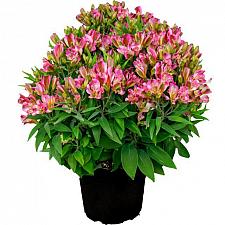 Alstroemeria 'Inca Pink Sparkle'® - Peruvian Lily
