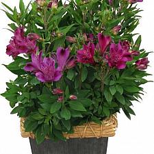 Alstroemeria 'Inca Replay'® - Peruvian Lily