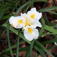 Iris 'Canyon Snow' - White sword lily