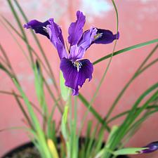 Iris innominata - Wild iris