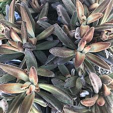Kalanchoe tomentosa 'Chocolate Soldier' - Chocolate Soldier Panda Plant