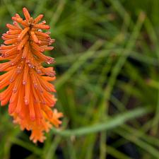 Kniphofia triang. ssp. triangularis ‘Light of the World’ - Torch lily