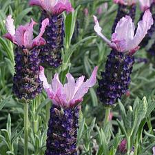 Lavandula stoechas 'Blueberry Ruffles' - Spanish lavender