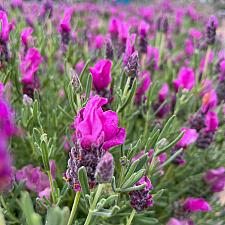 Lavandula stoechas 'Papillon Rose' - Spanish lavender