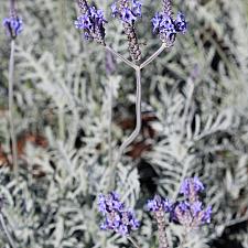 Lavandula buchii var. buchii 'Campo Silver' - Hybrid lavender