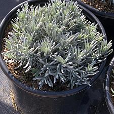 Lavandula angustifolia 'Gancetto' - English lavender