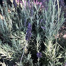 Lavandula ‘Goodwin Creek Grey’ - Lavender