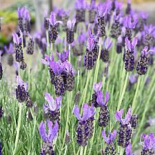 Lavandula stoechas 'Marshwood' - Spanish lavender