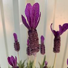 Lavandula stoechas 'Primavera' - Primavera lavender